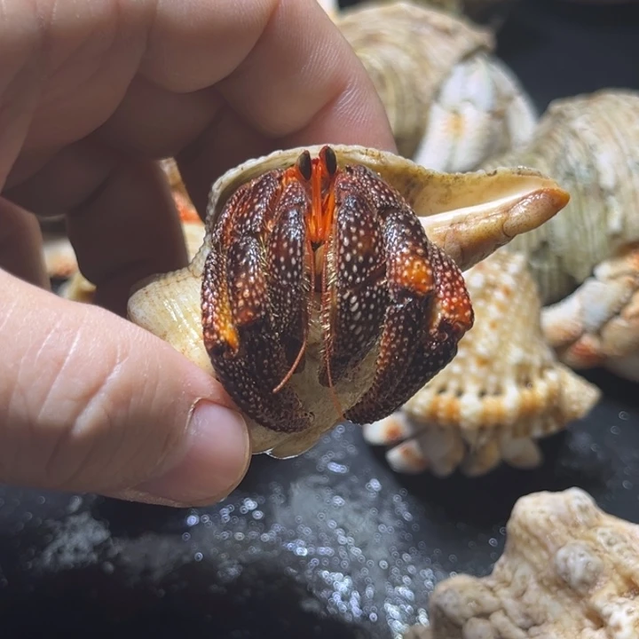 黑莓2.5需要拍加热包