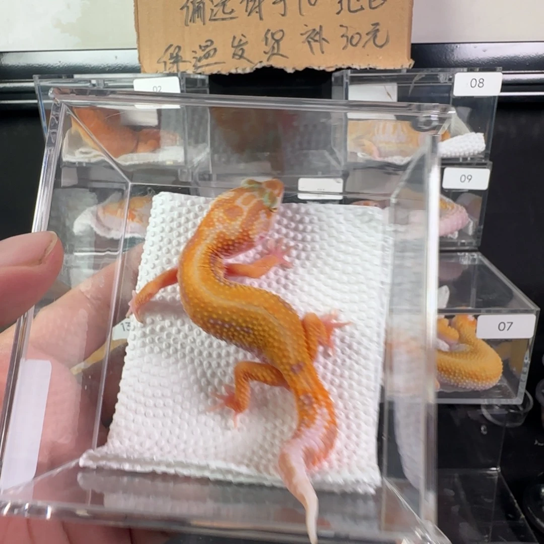 豹纹守宫无纹暴龙妹妹