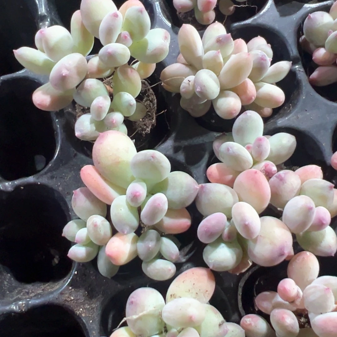 三日月美人群大小3cm 到手1颗 量拍多肉满18包邮