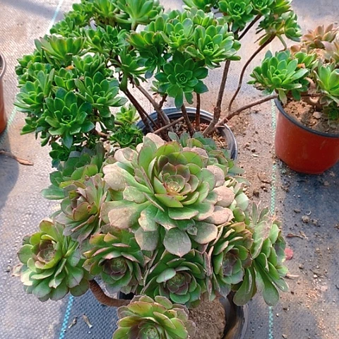 706两颗多肉植物