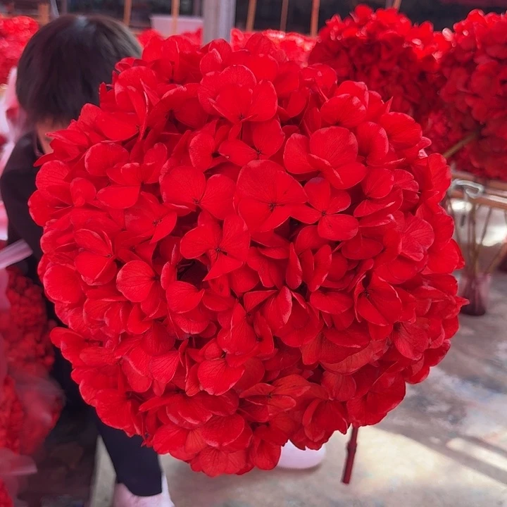 永生大叶绣球1枝 红