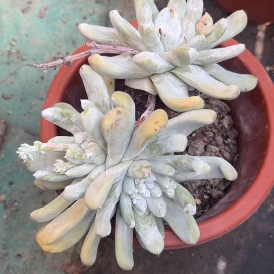 小*微瑕～谢谢姐姐，你看看