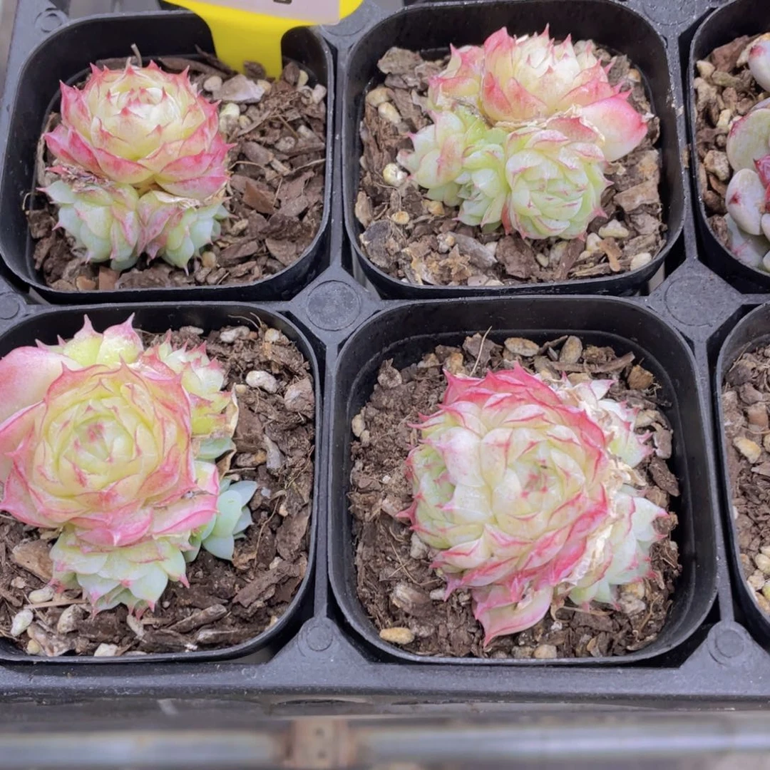 223号 包包睫毛女王群一个