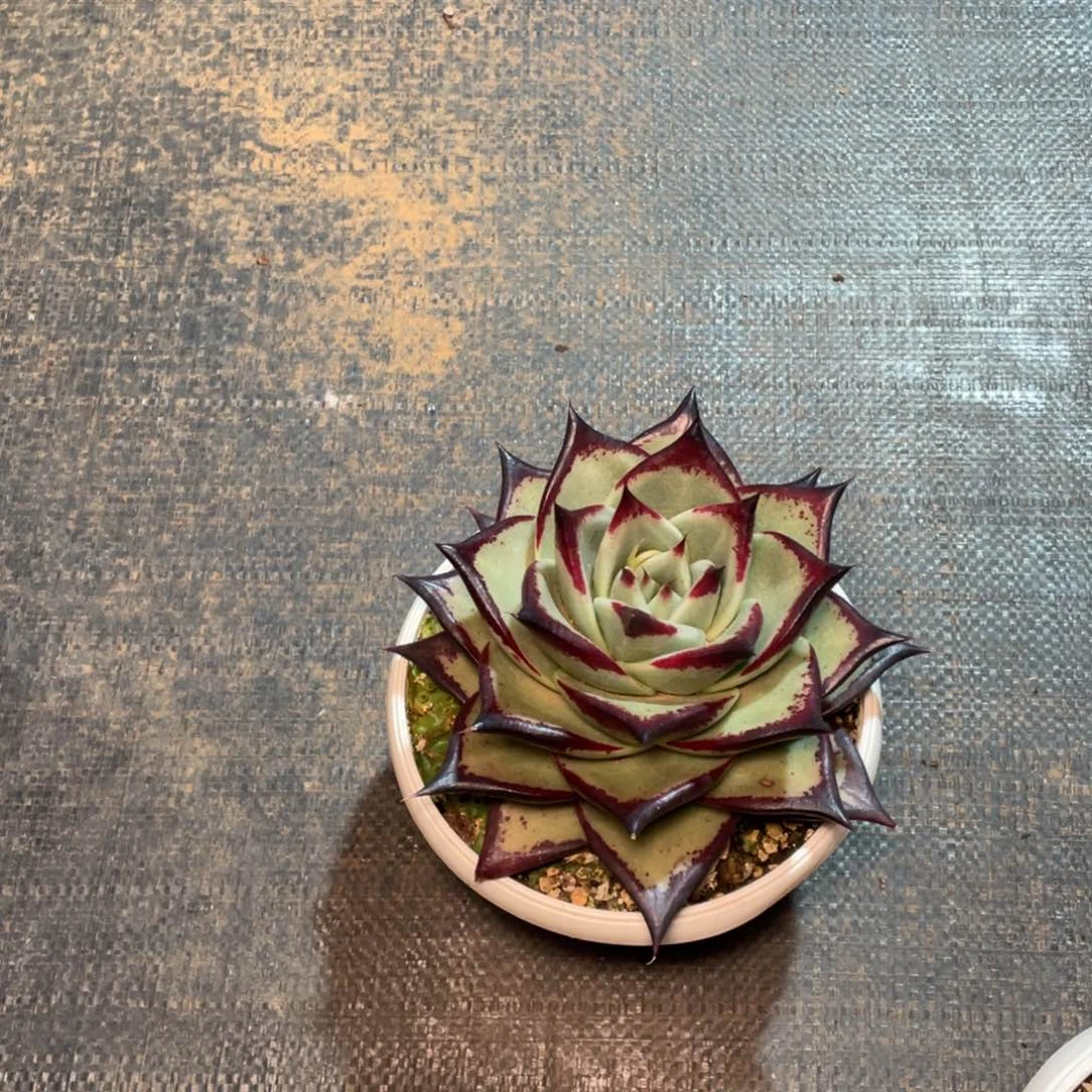 白*枝多肉植物，山人园艺