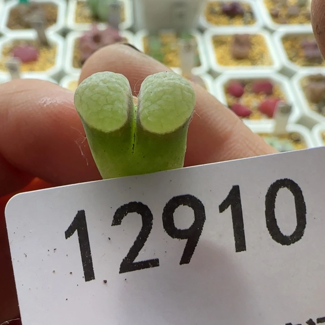 【闪购商品】12910