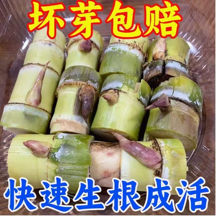 【易种】广西黄皮水果甘蔗耐寒种芽种苗玻璃脆新鲜正宗黄皮种子