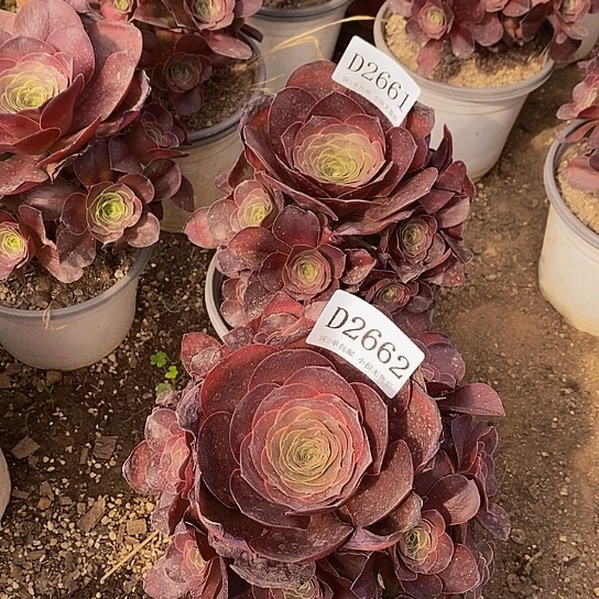 2661、2662魅金玫瑰多肉2颗