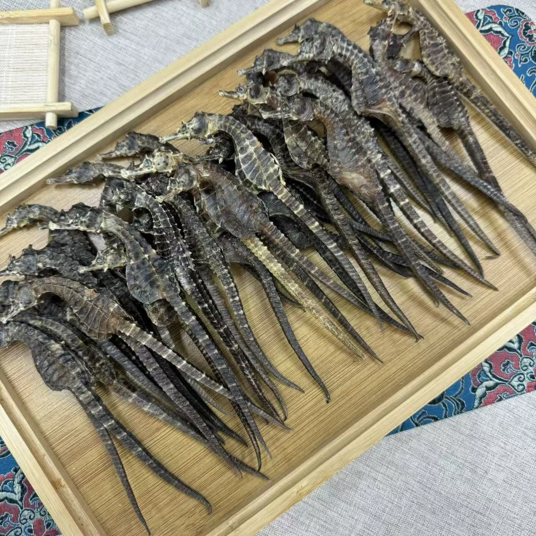 精选靓货 2.5g膨腹海马 好靓好正