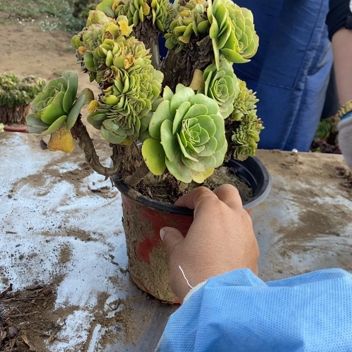 黄***涵350绿羊绒绿羊绒绿羊绒
