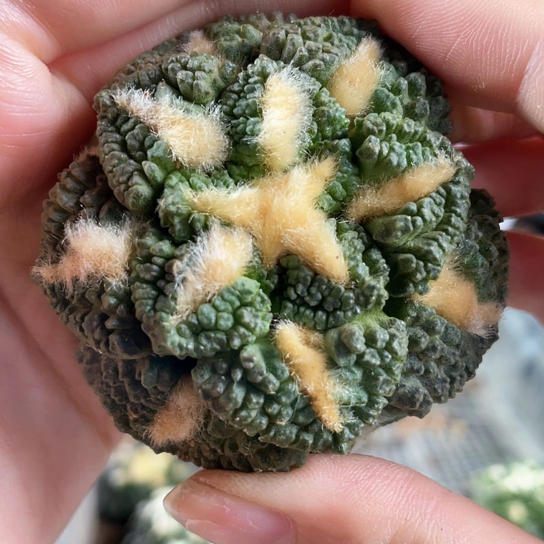 5cm自根好好龟甲牡丹