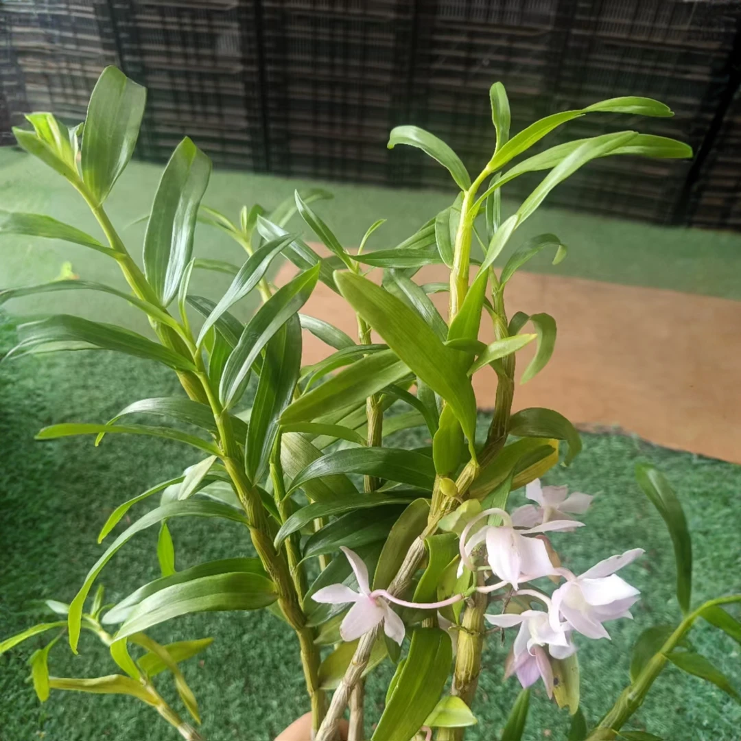 老黑家的石斛 【重唇】 春石斛盆栽室内绿植花卉香味好养花期长