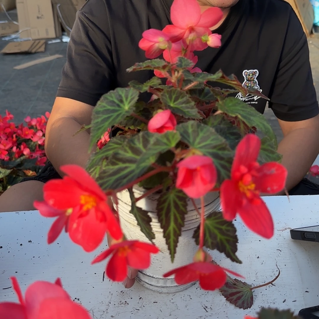 130初吻，掉花折叶正常介意勿拍，不拍保温冻死不售后