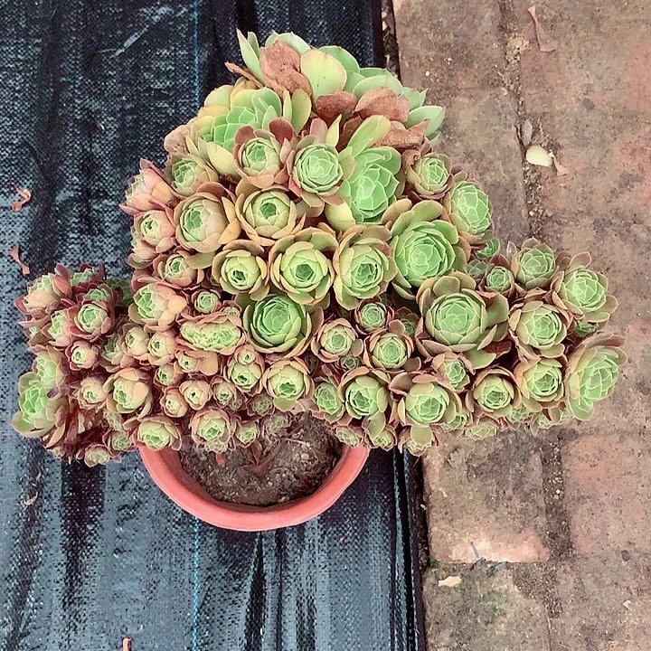 万缀朵朵，多肉植物