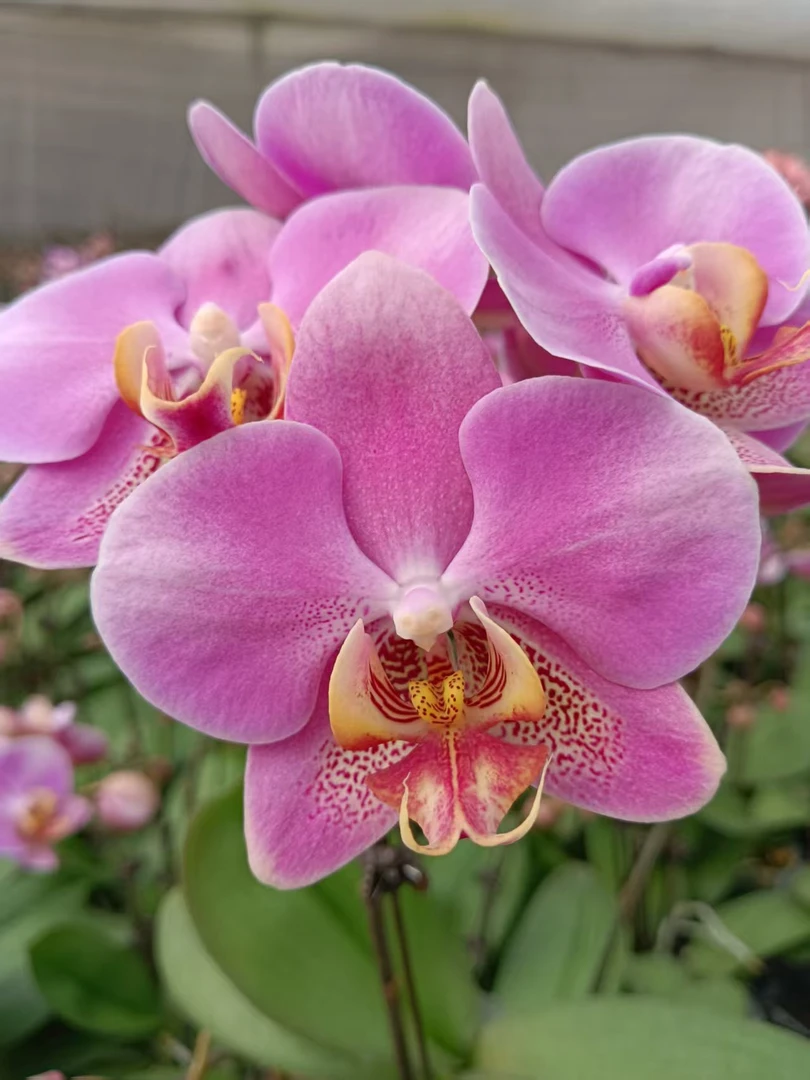 蝴蝶兰【红韵】高品质蝴蝶兰 带花剑发货 6-7个月花期