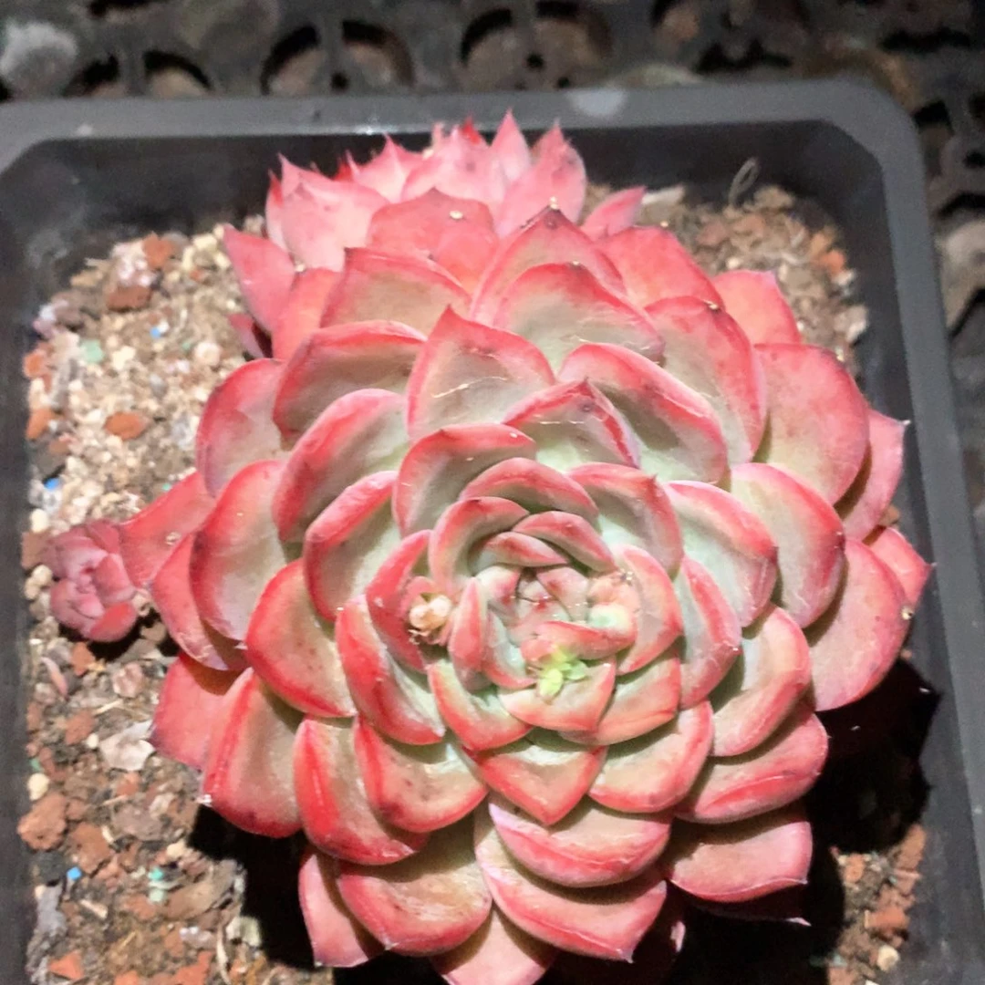3882杂交多肉植物基地