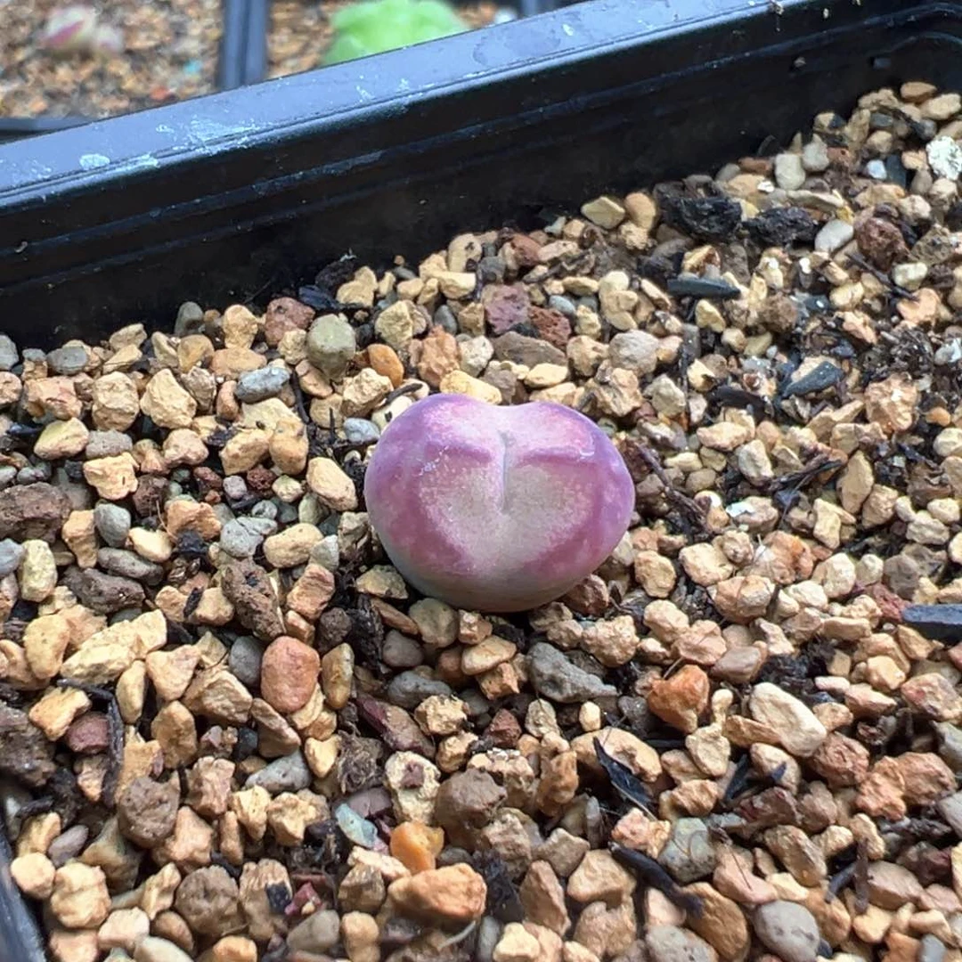 10-94   二代杂交一棵