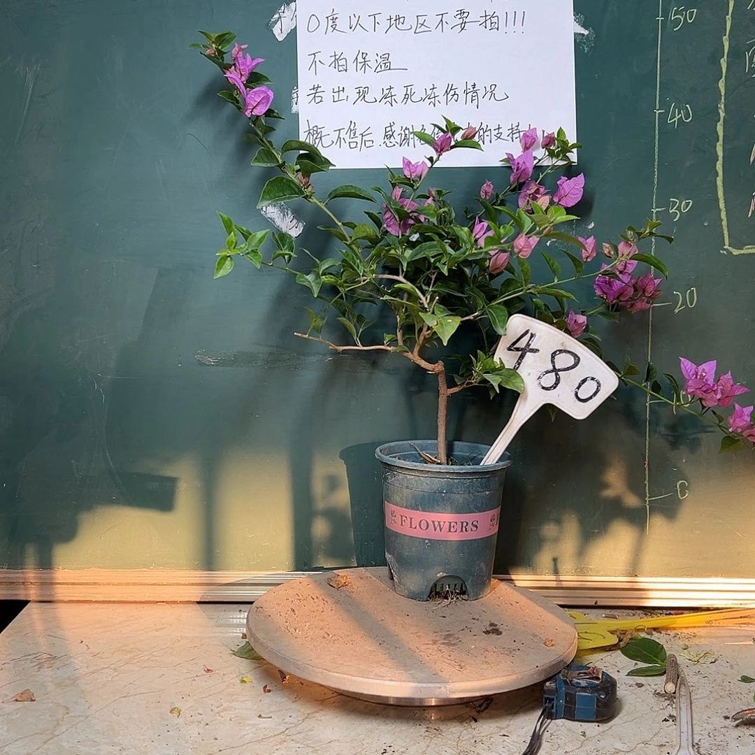 完全开放巴西紫 480