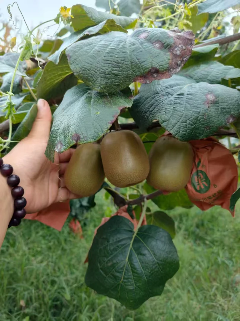 代购农户自家种的红心美猴桃