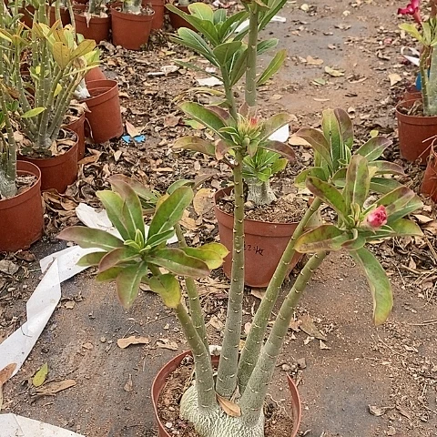 【闪购商品】用****配绿植