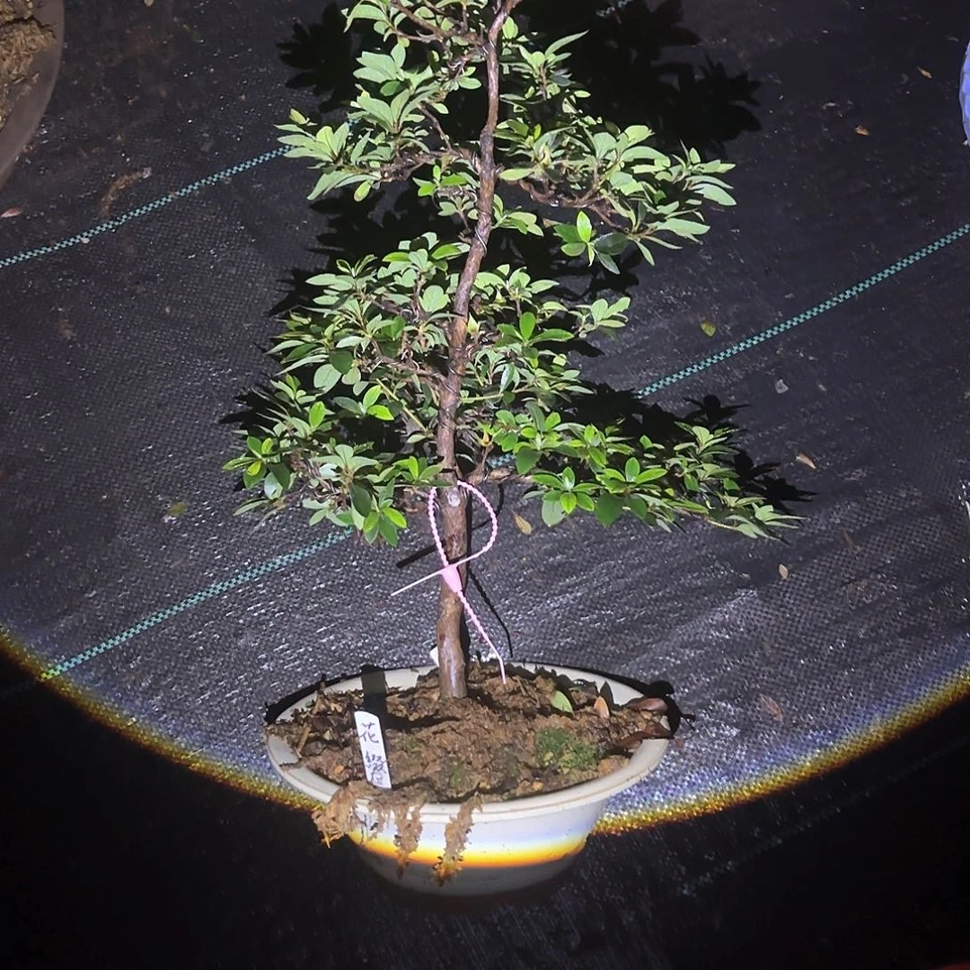 无花朵日本进口杜鹃花缀
