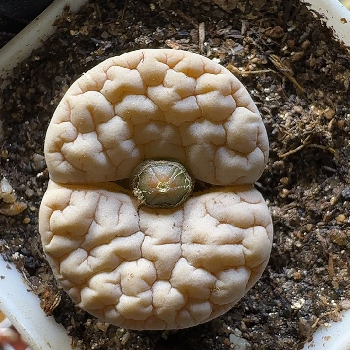 生石花2:：：。  62号