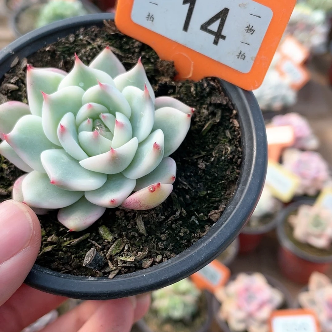 【闪购商品】14号的