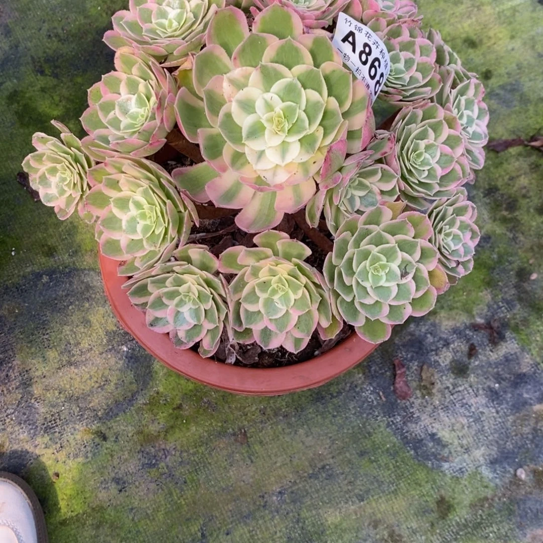868孔雀翎小棵福利