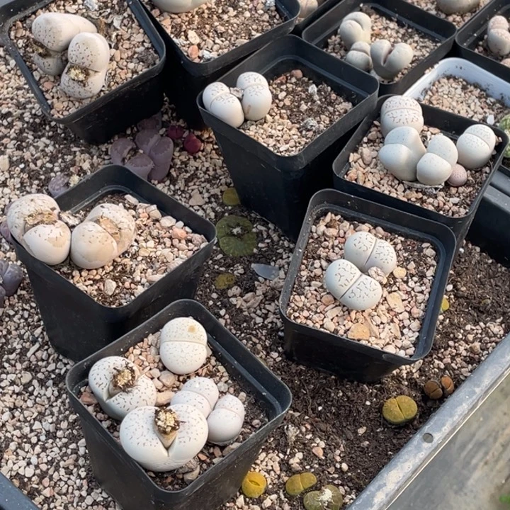 1088888888885585587888888