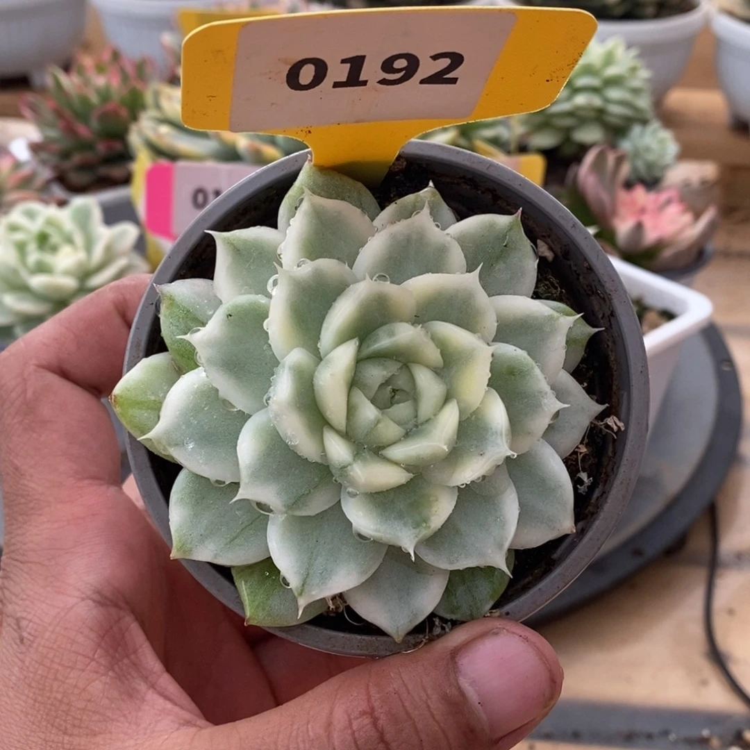 0192麦秆哈哈哈哈哈哈