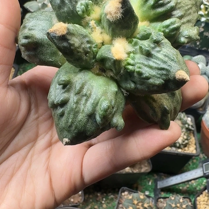 26号苗接怪兽基因怒涛无根瑕疵9.1公分