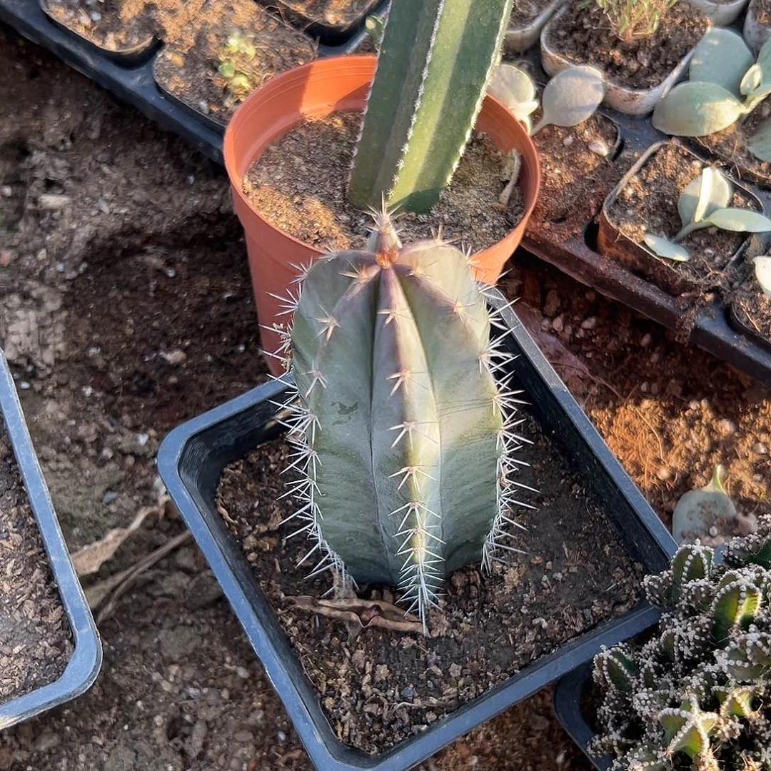 多肉植物朝雾阁开花