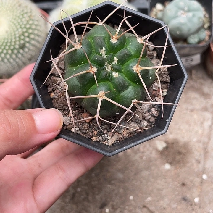 833守金摩天龙仙人球植物