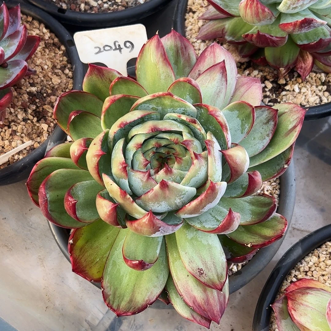 宝***昱惊鸿仙子一物一拍2049号