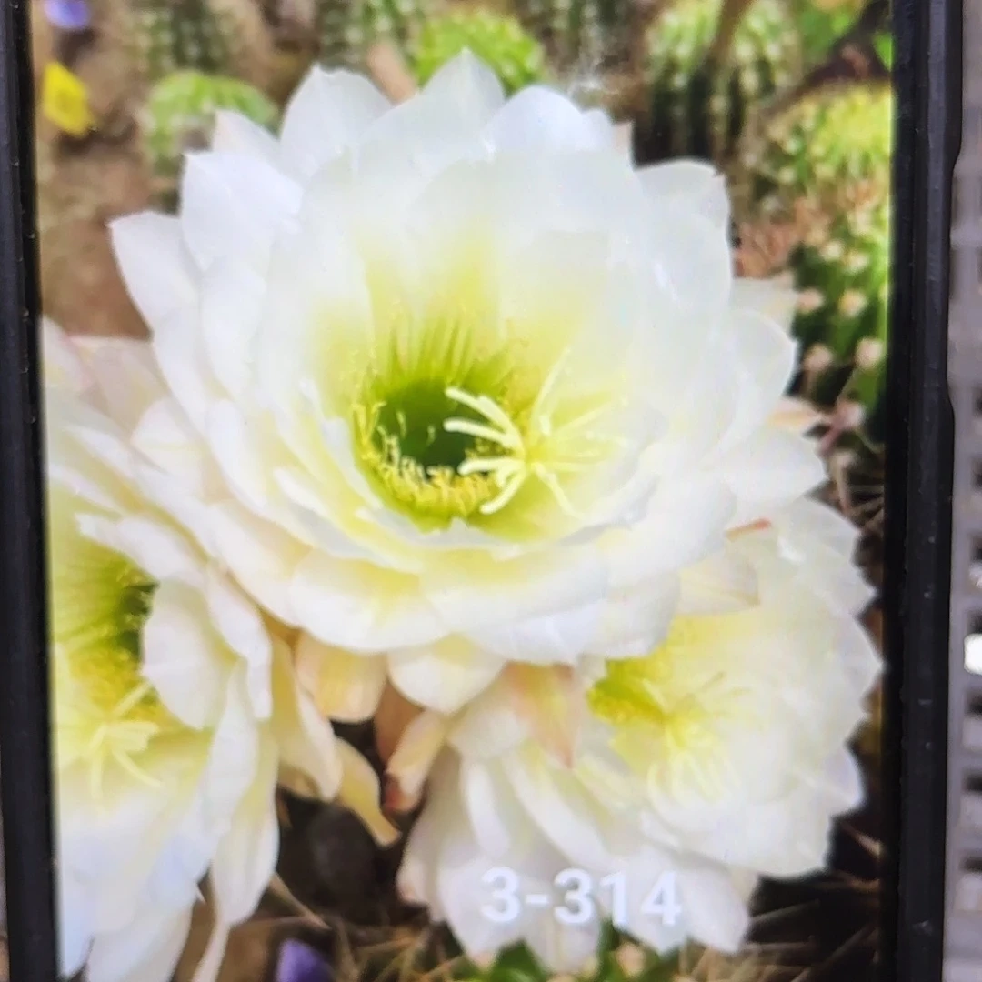 3-313毛侧牙20包邮5