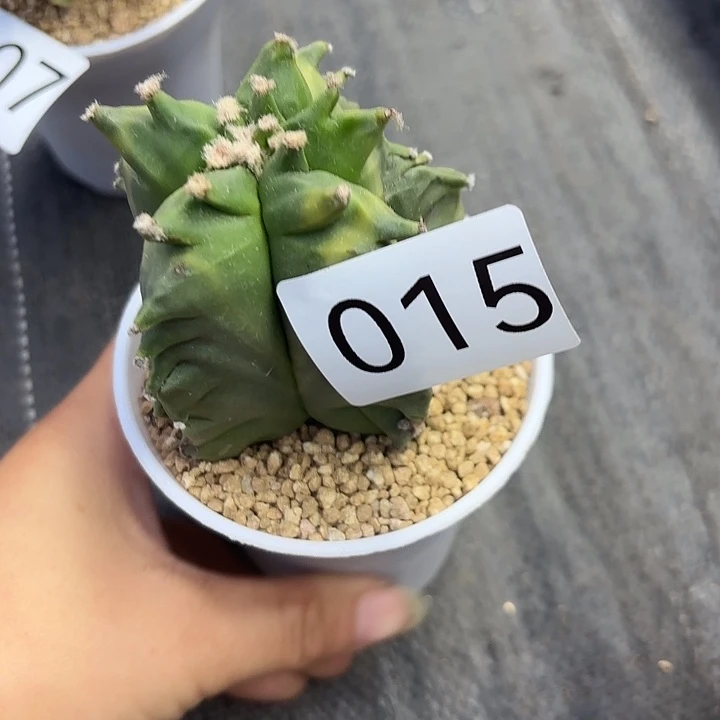 肉***迷015      一物一拍