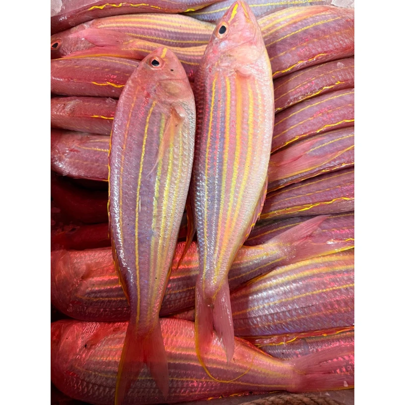 新鲜海鱼 金线鱼 金丝鱼