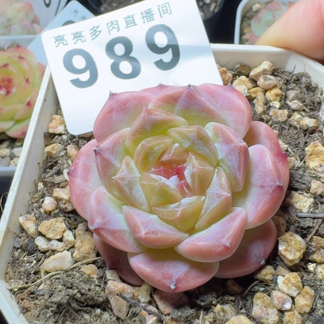 秘境冰魄            精美多肉植物