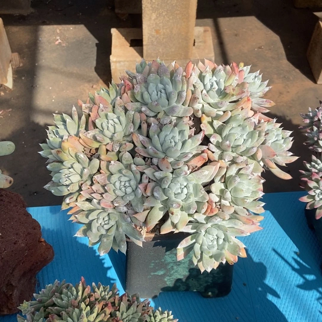 阿金尼多肉植物啦啦啦