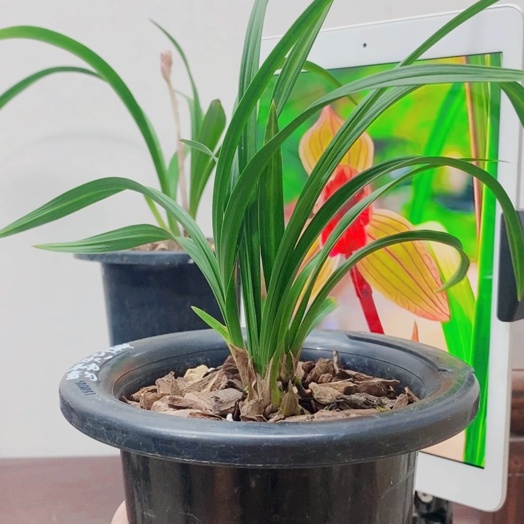 山***李当前无花栽培后可以开花
