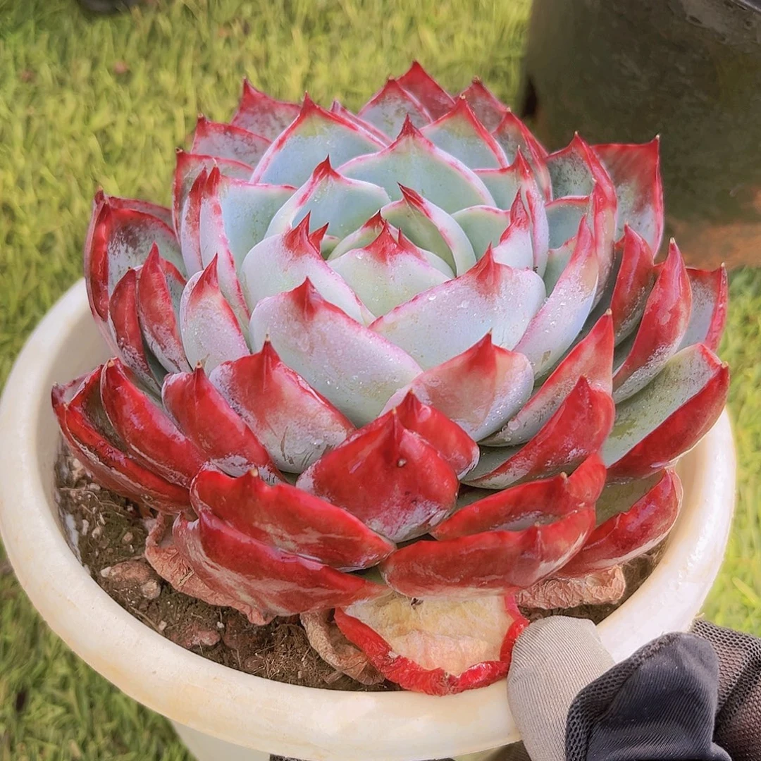 惊鸿13公分99999999