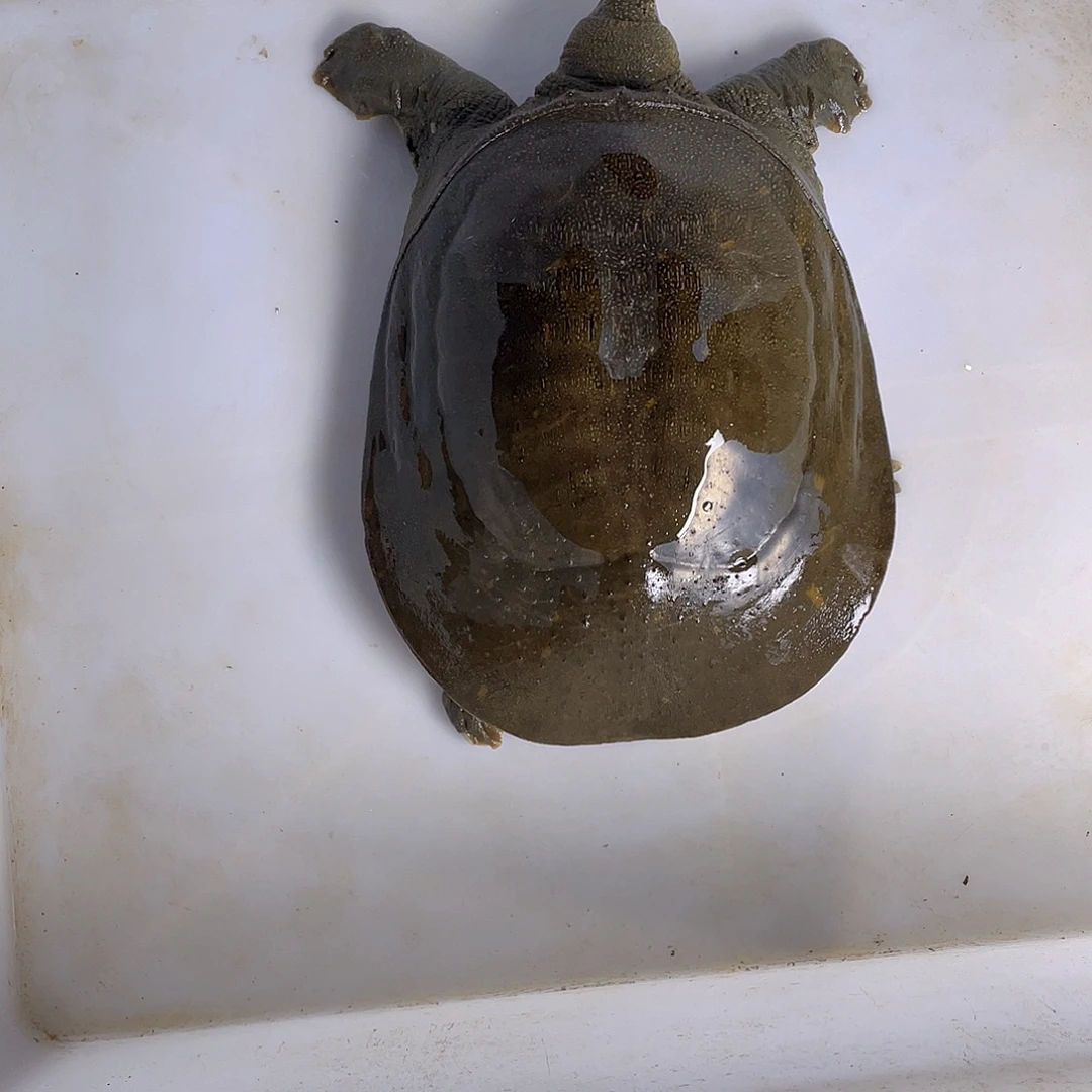 中国大陆12345678