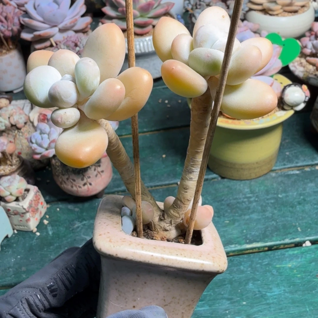 蛋黄奶酪一物一拍拍下不退不换