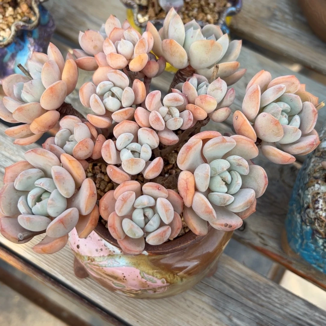 蜜桃格林28 零零多肉植物