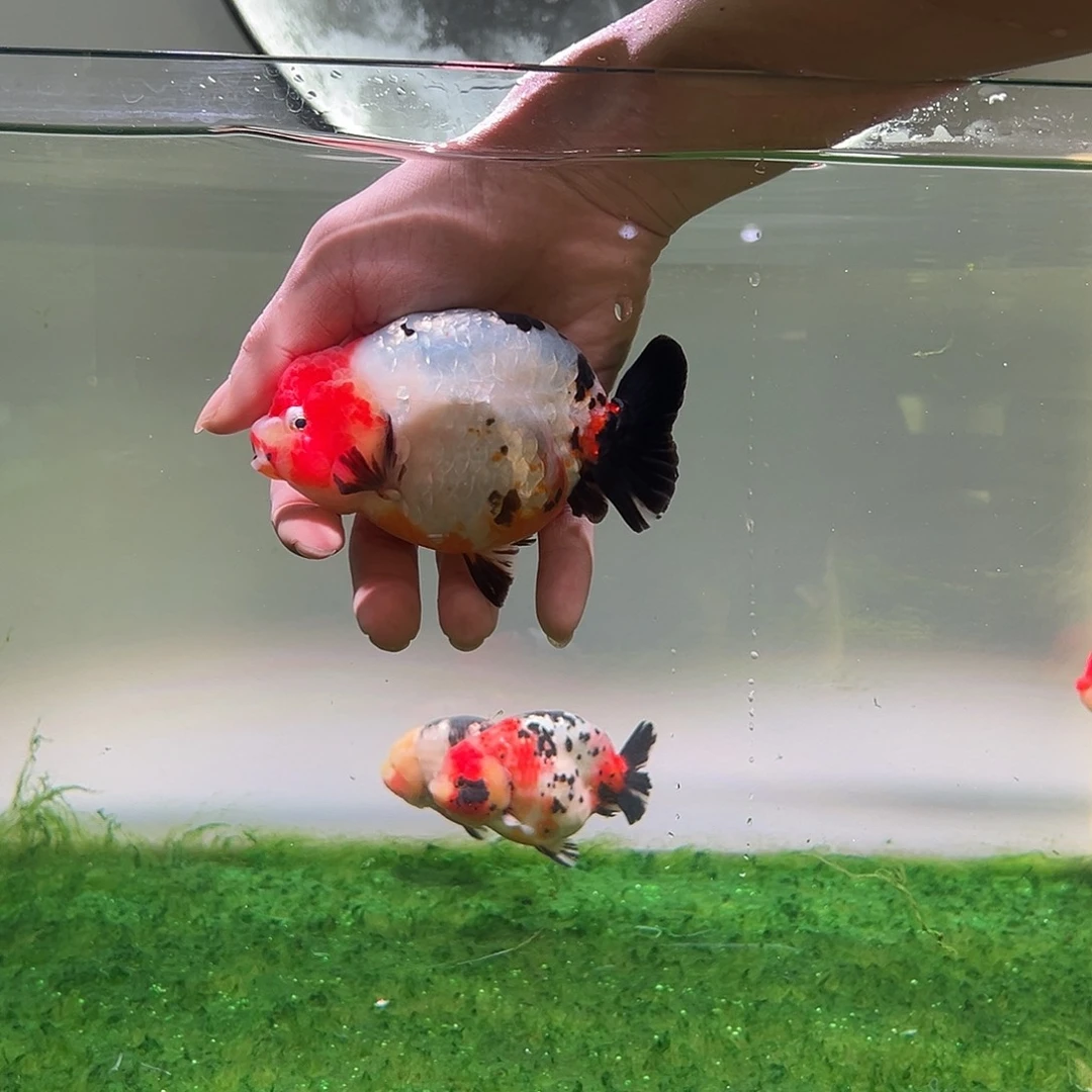 狮头鱼木木与兰寿金鱼