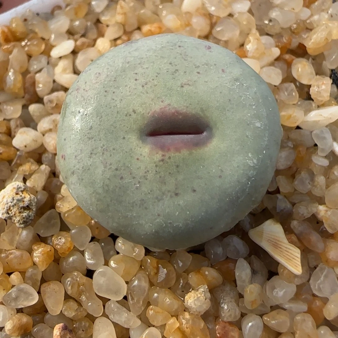 1.28多肉新年大福头大嘴118号