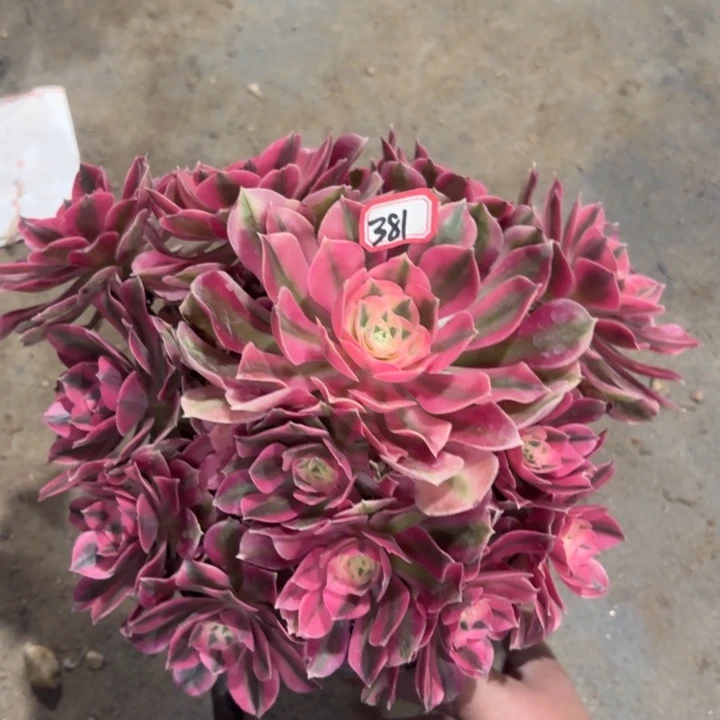 一物一拍粉女巫381