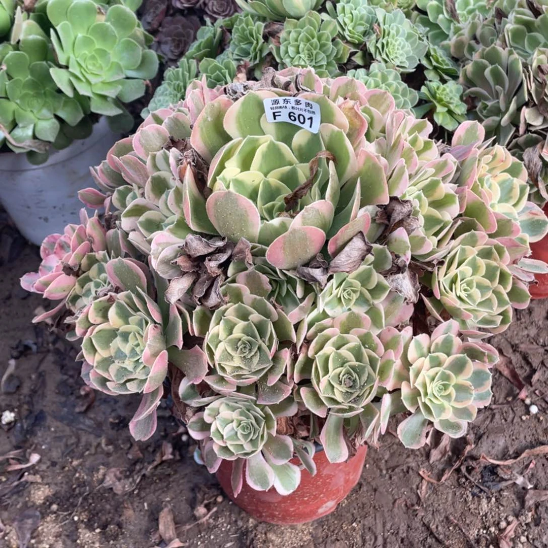 601初恋多肉法师断枝不包