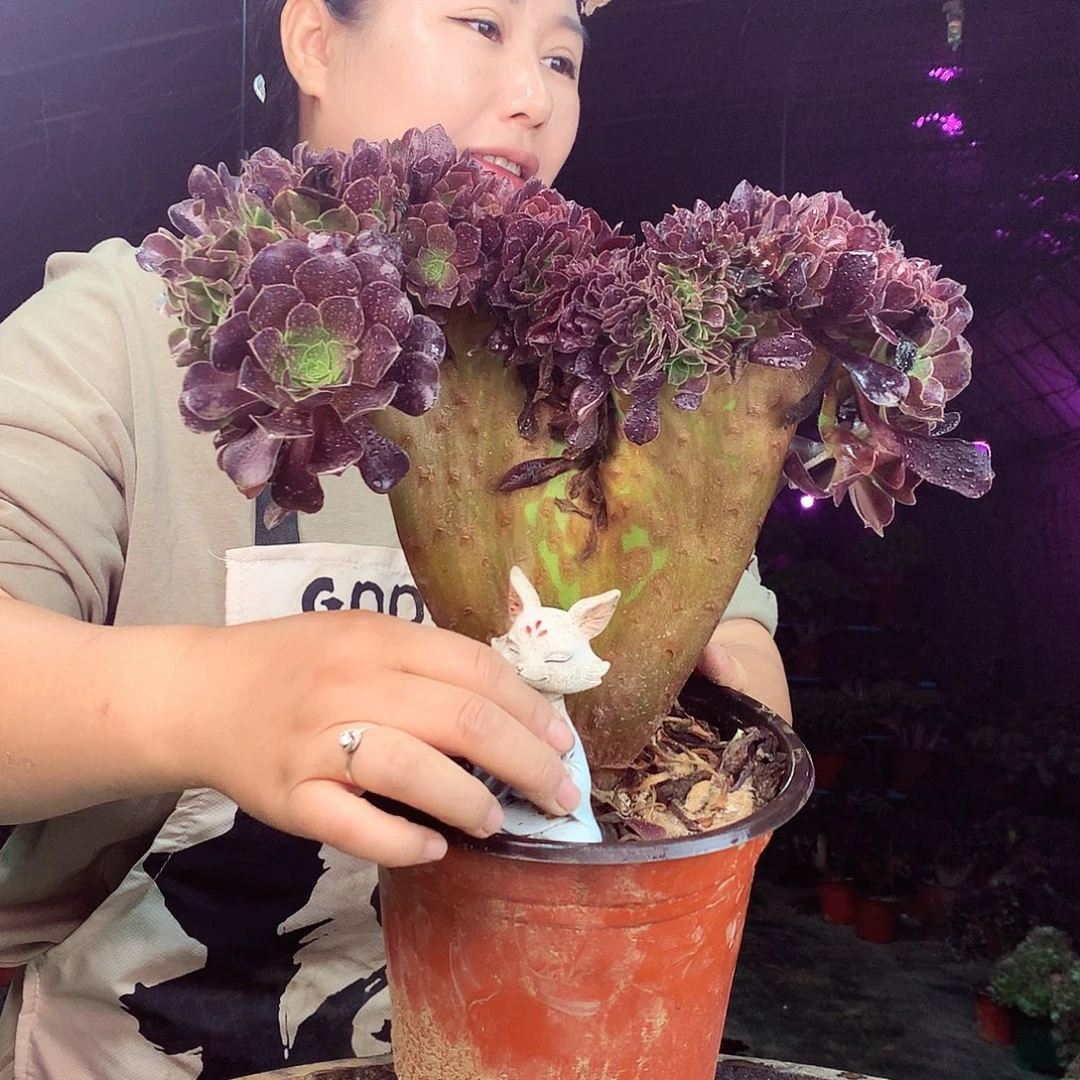 柒柒精品多肉脱土发货不包断侧枝772