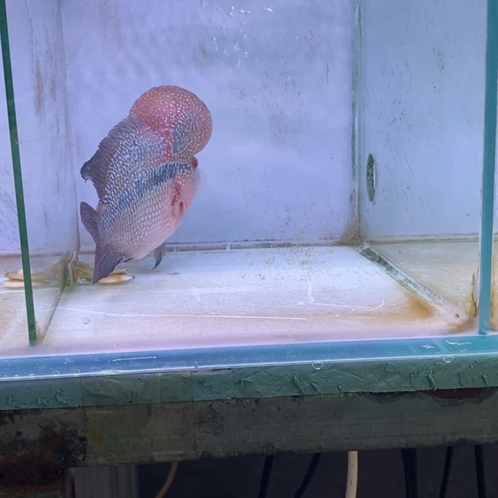 海水鱼鸿运罗汉一条aaa