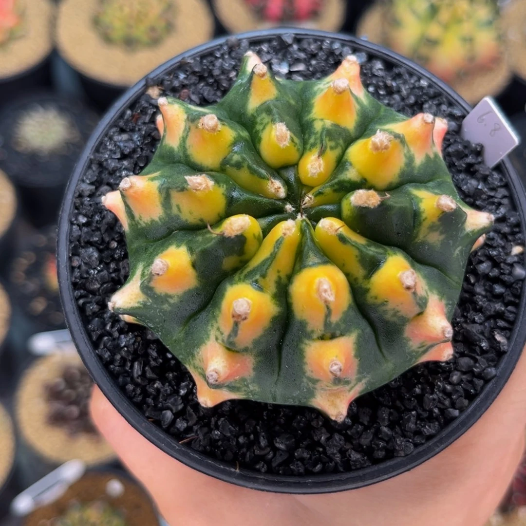 龟甲 黄金猫眼 米哈仙人球